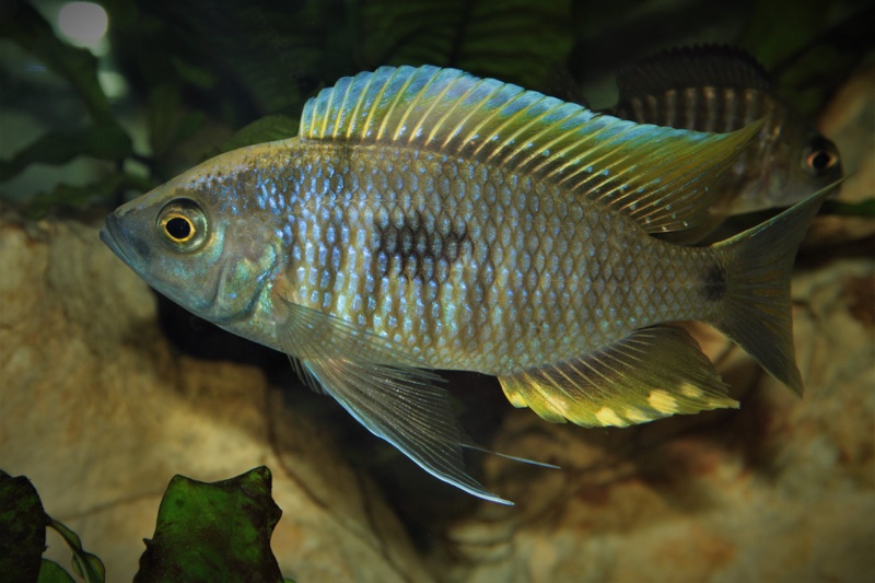 Copadichromis geertsi 'Gome'